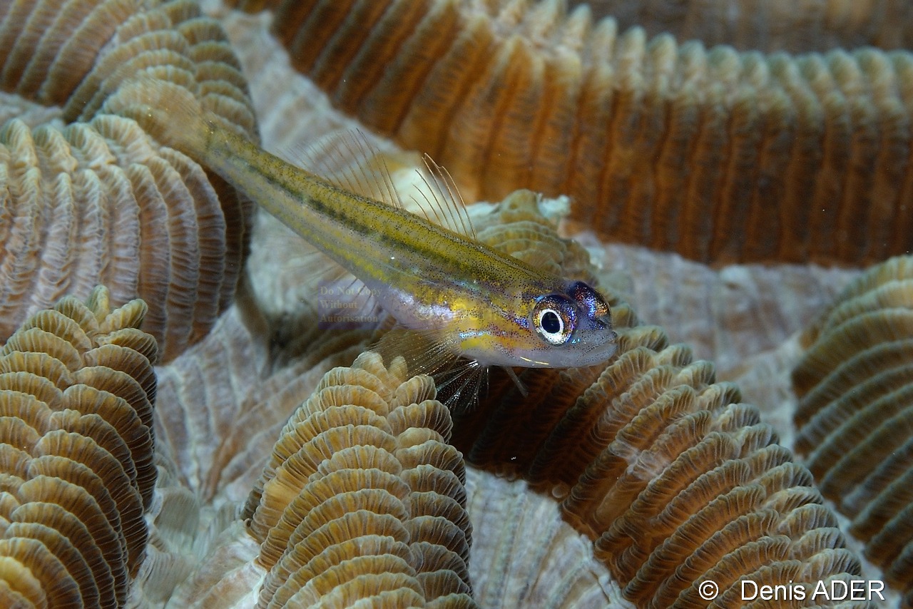 Coryphopterus lipernes gobie a masque bleu-Bonaire Sampler-21m-20180219-Denis-ADER-C_6718-1_tn.jpg